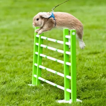 Image of a rabbit hurdle jummping