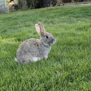 Image of a Black Self Mini Lop