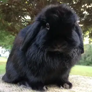 Black Mini Lop