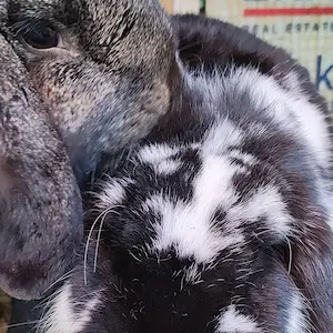 Sarafina and Puppy