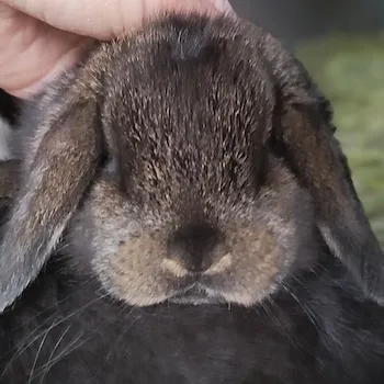 Image of our Agouti Mini Lop, Sarafinas kit.