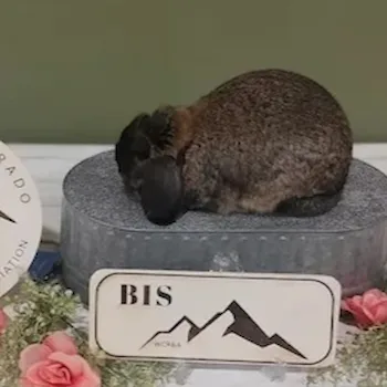 Image of mini lop BIS in Montrose Colorado