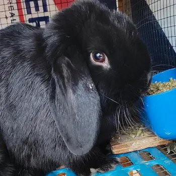 Image of our Black lop R2D2.