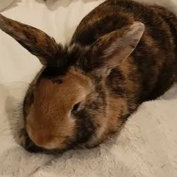 Image of our Japanese Harlequin, middle age of reginald.