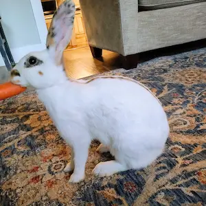 Lyra