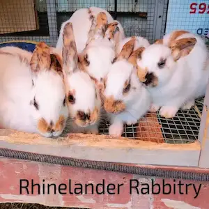 Image of our Rhinlanders.