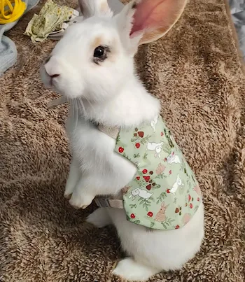 Image of Snugglebun.