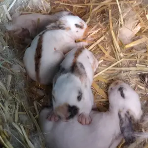 Image of Lyras first litter and Jupiter is looking up at me as a baby kit.